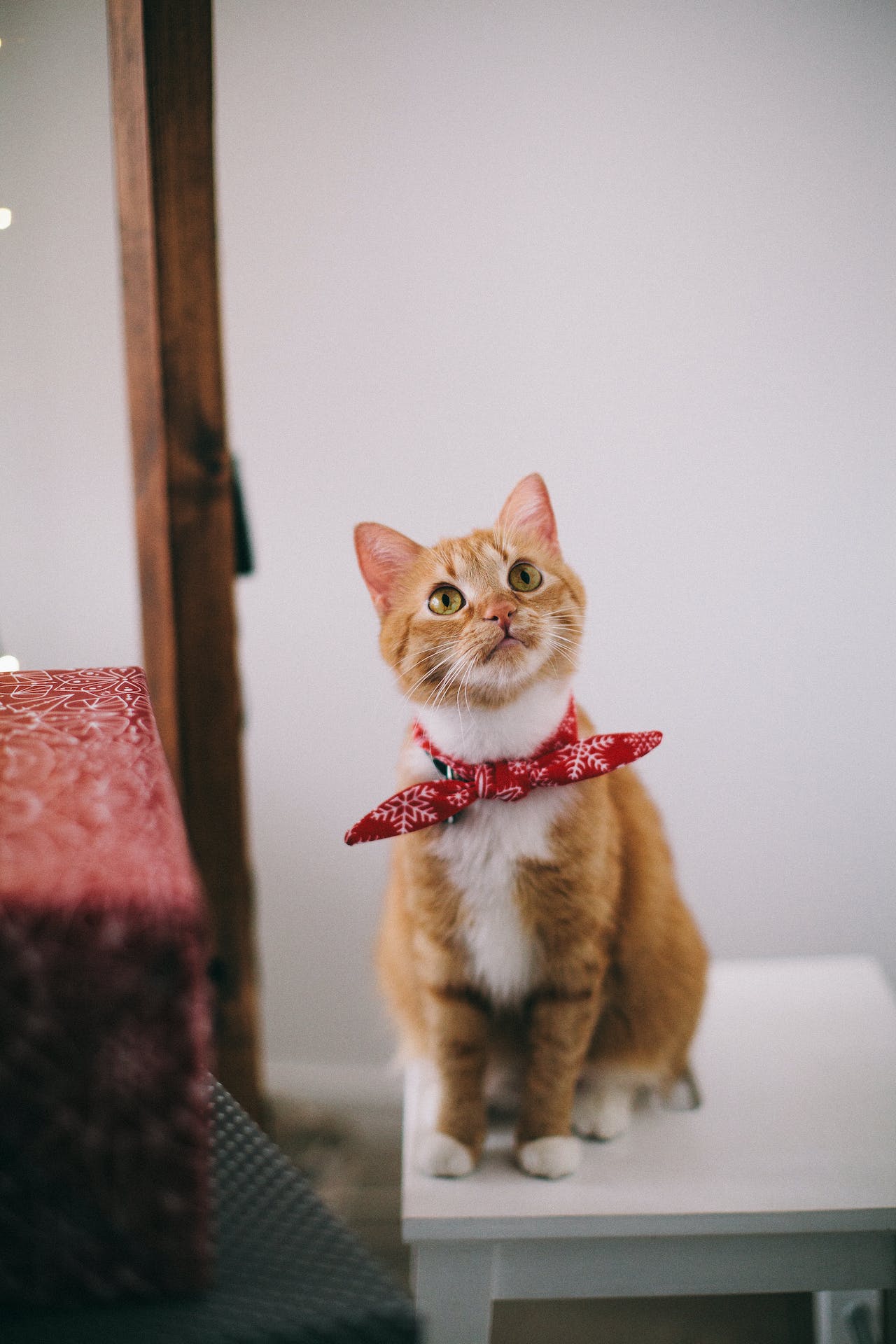 cute cat