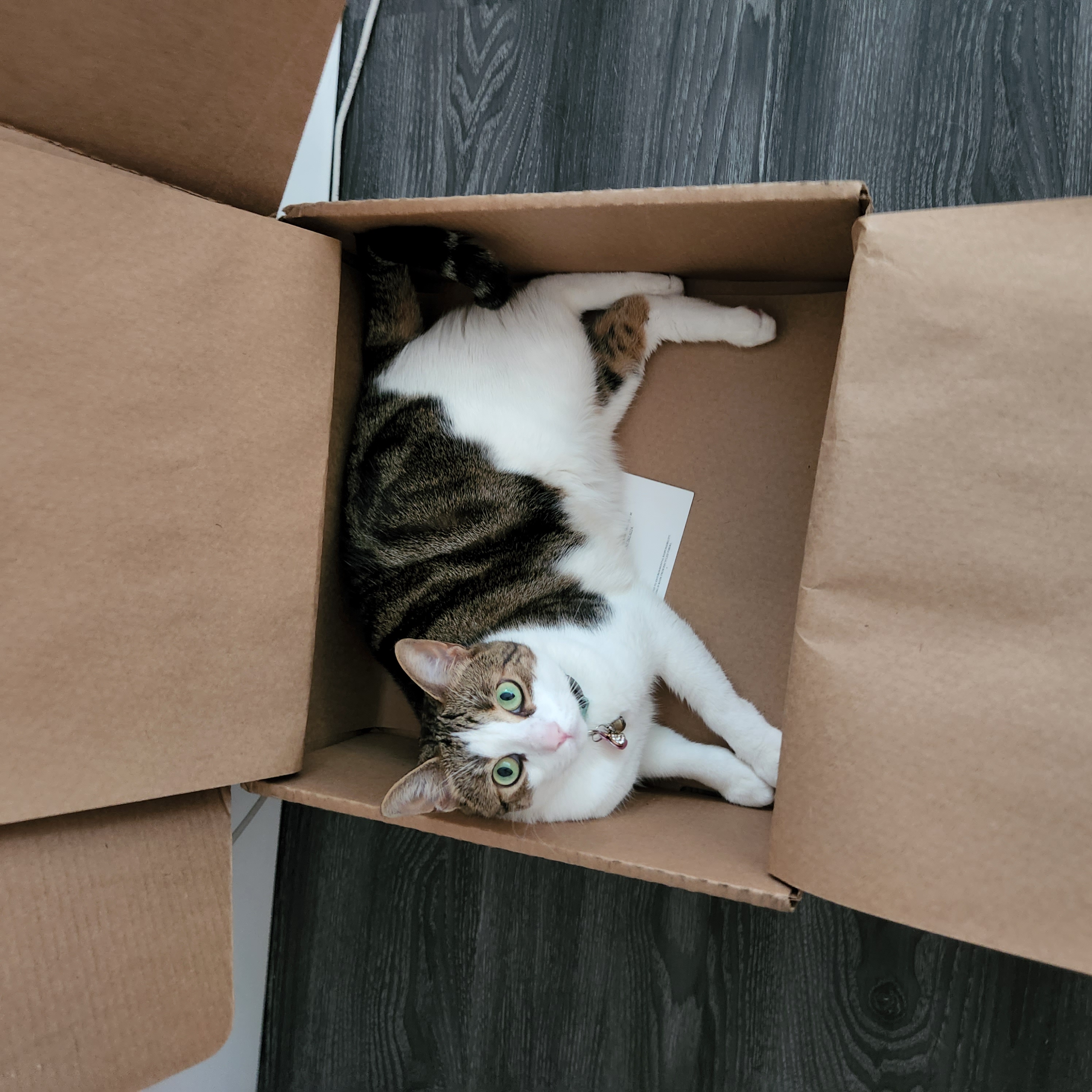 cat