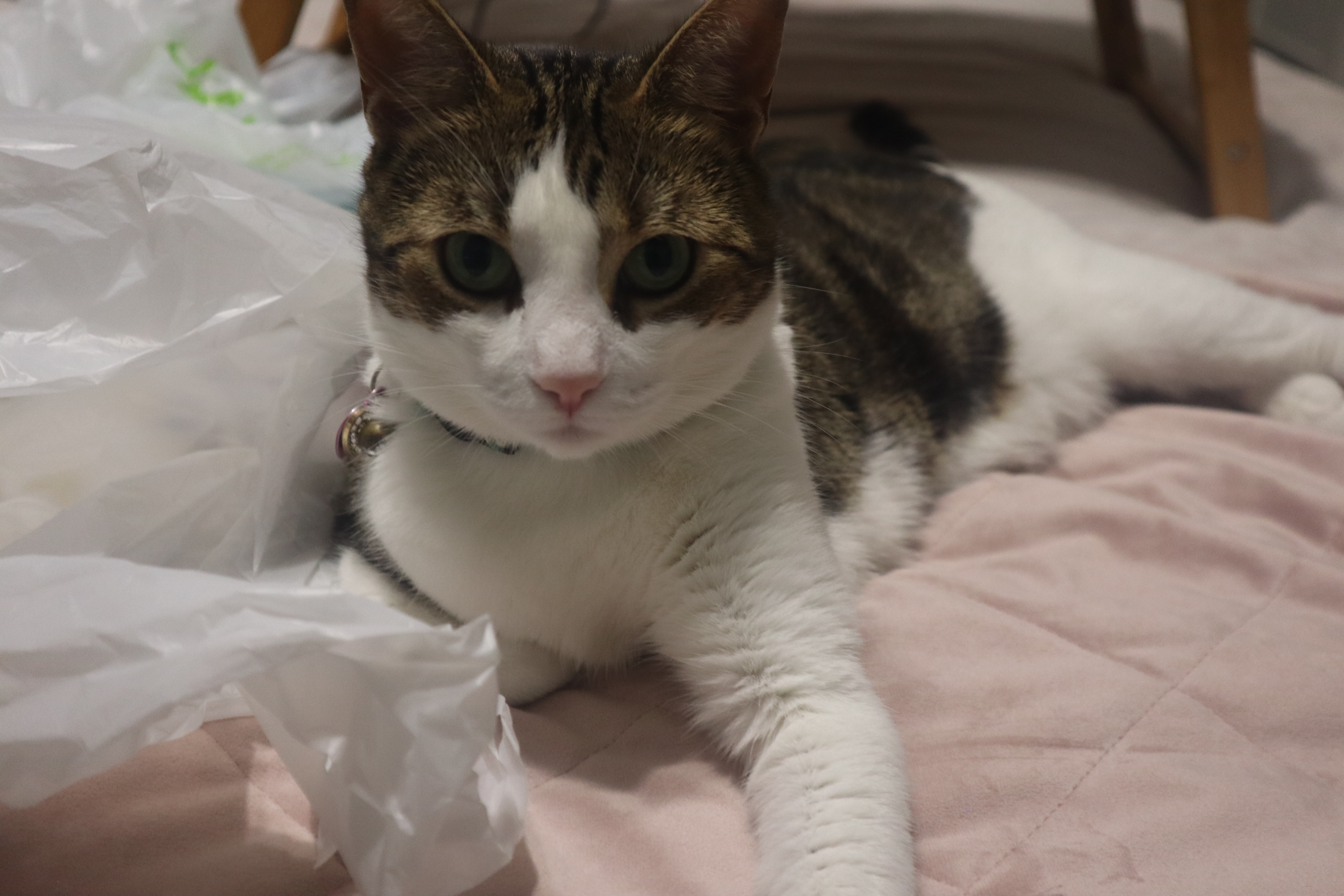 phenix the cat